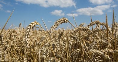 Ukraine starts 2022 corn harvest, ministry says
